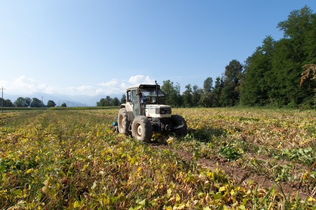 Cranberry Beans - Italy